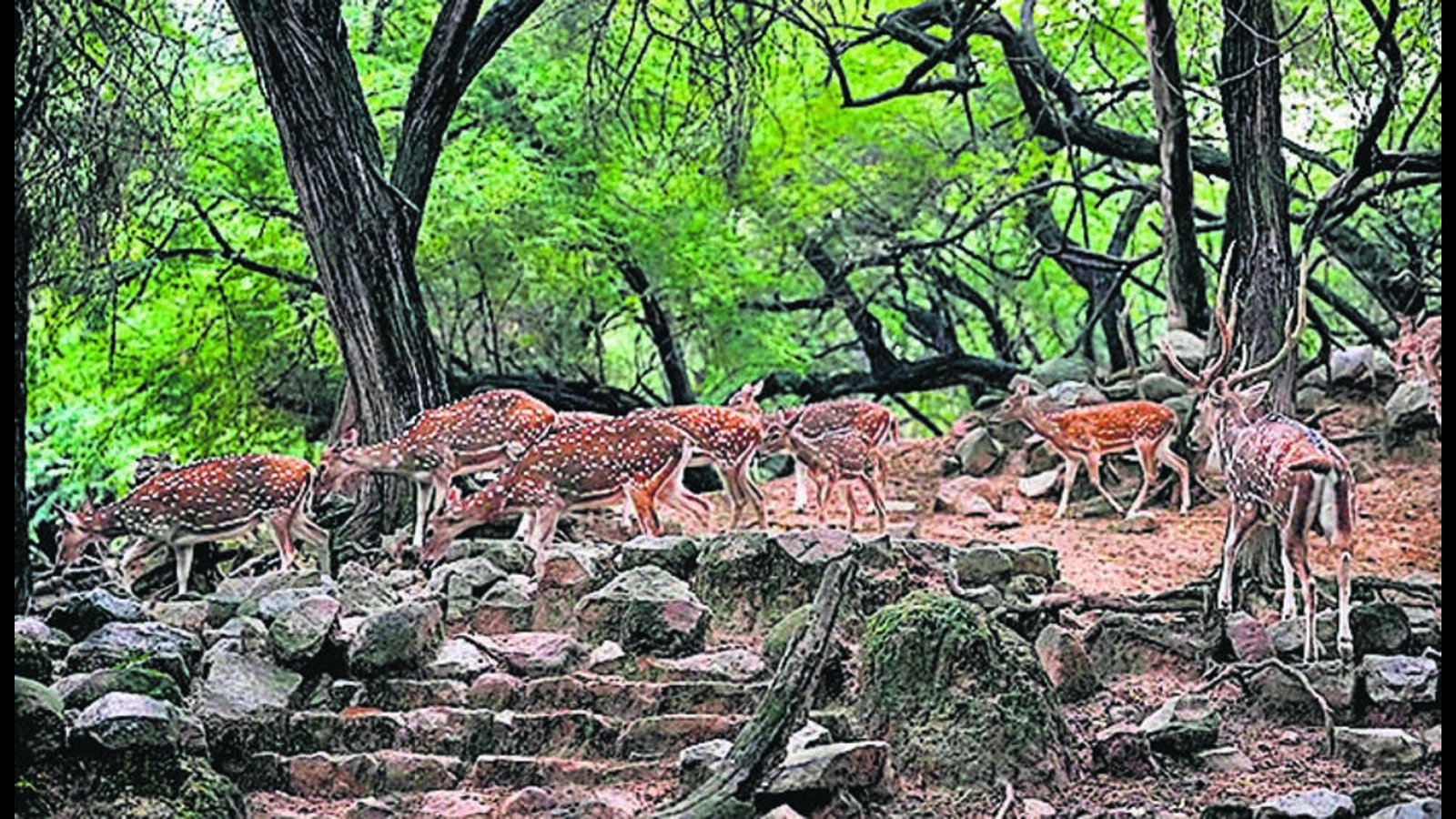 Jurala Deer Park